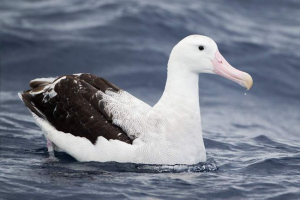 Wandering albatross - maritime traveler Wandering albatross - maritime traveler